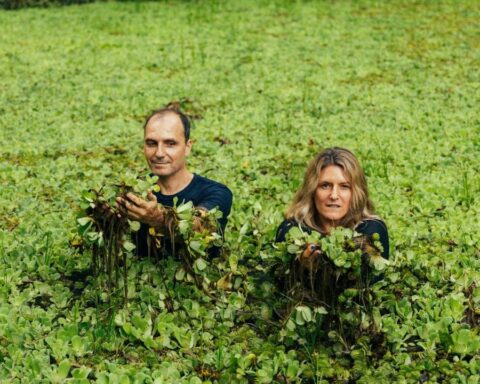 BAMBU posando en un lago con hojas verdes