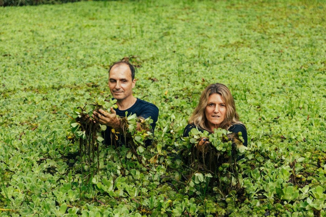 BAMBU posando en un lago con hojas verdes