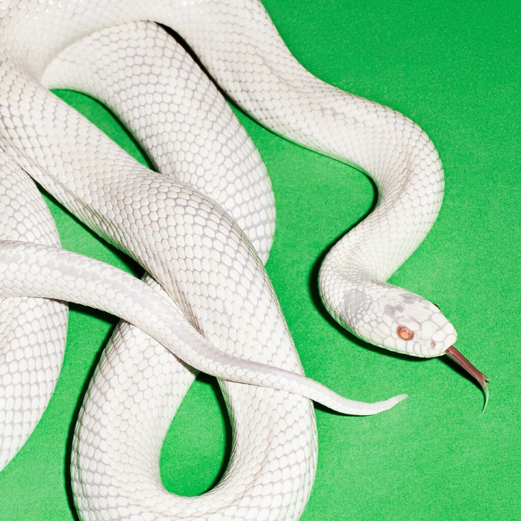 Deftones, Private Music