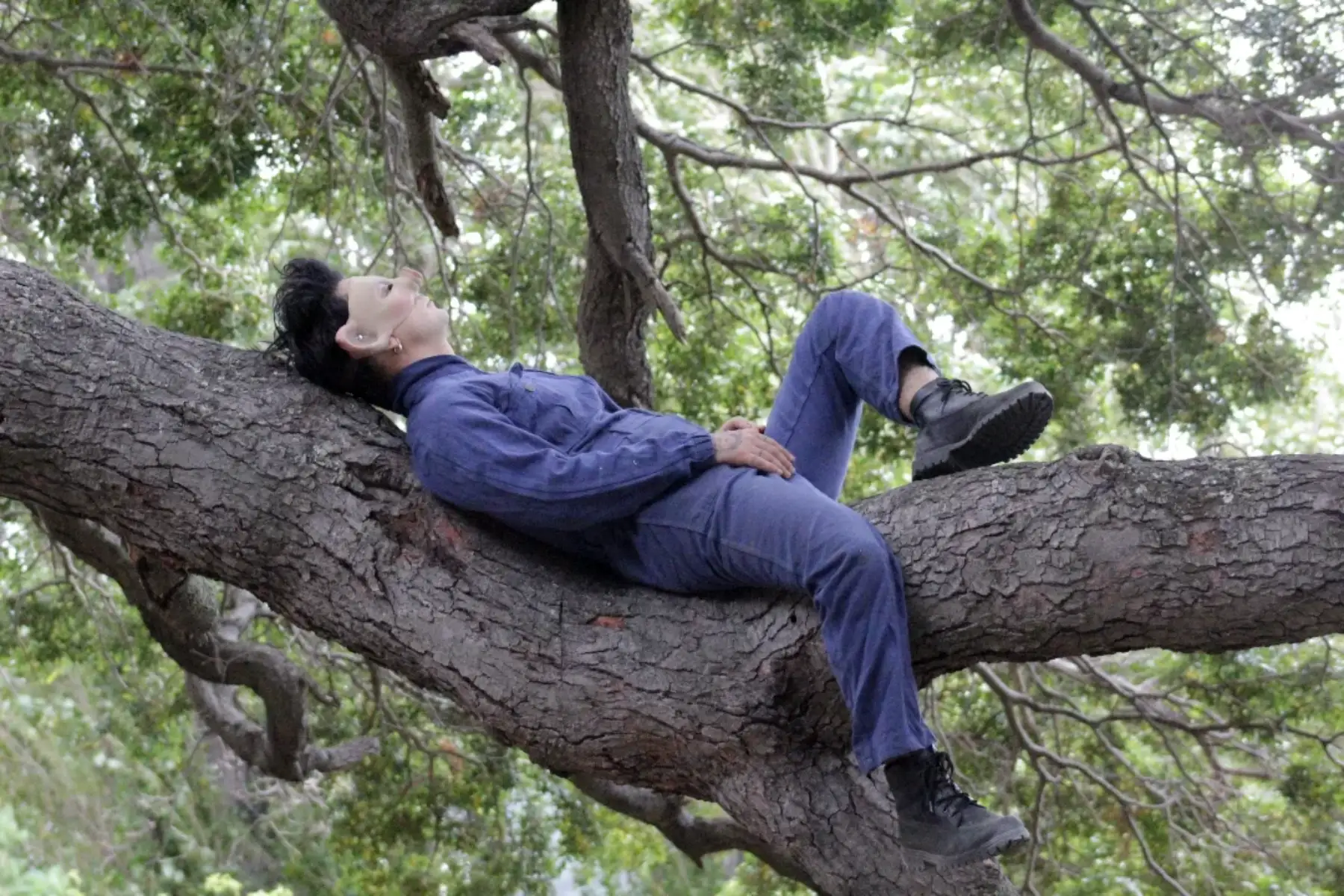 Peluchito sobre un árbol