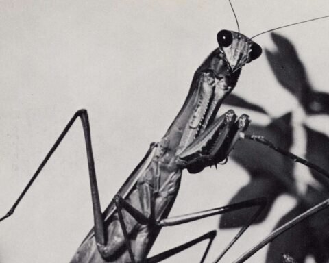 Courtney Barnett, Creature of Habit, 2026